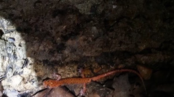 Salamander in entrance to Cathedral Cave.